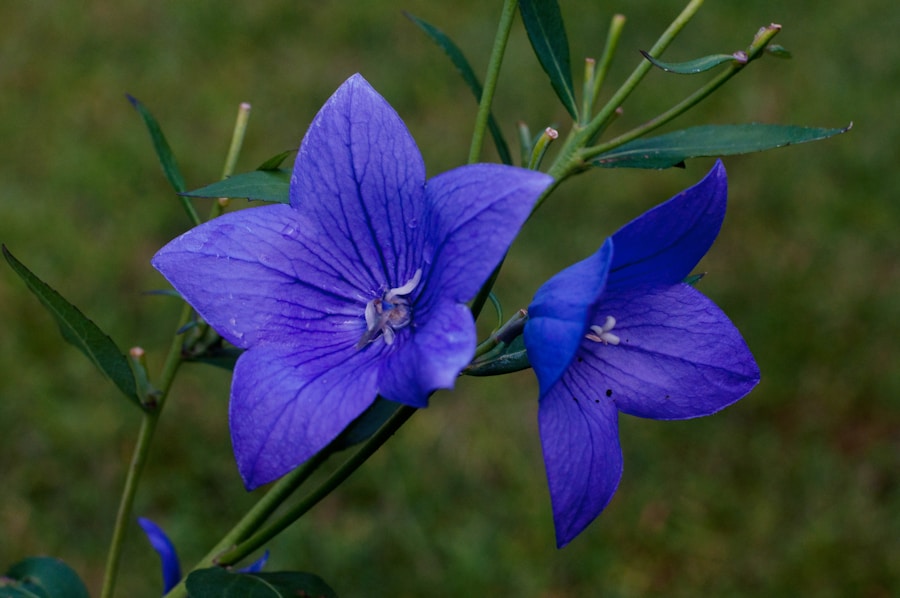 Photo "Benefits of flax"